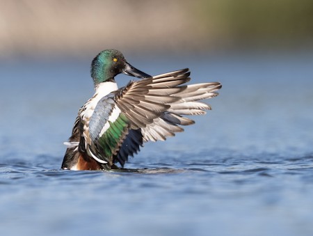 Animal, Anseriformes, Bird, Duck, Mallard, Teal, Waterfowl